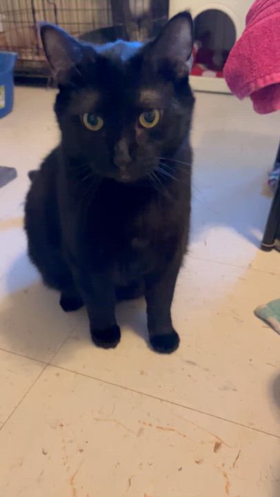 Enlarge Jinxy the Great!, a Adoptable Domestic Short Hair in Moline, IL video 2/4