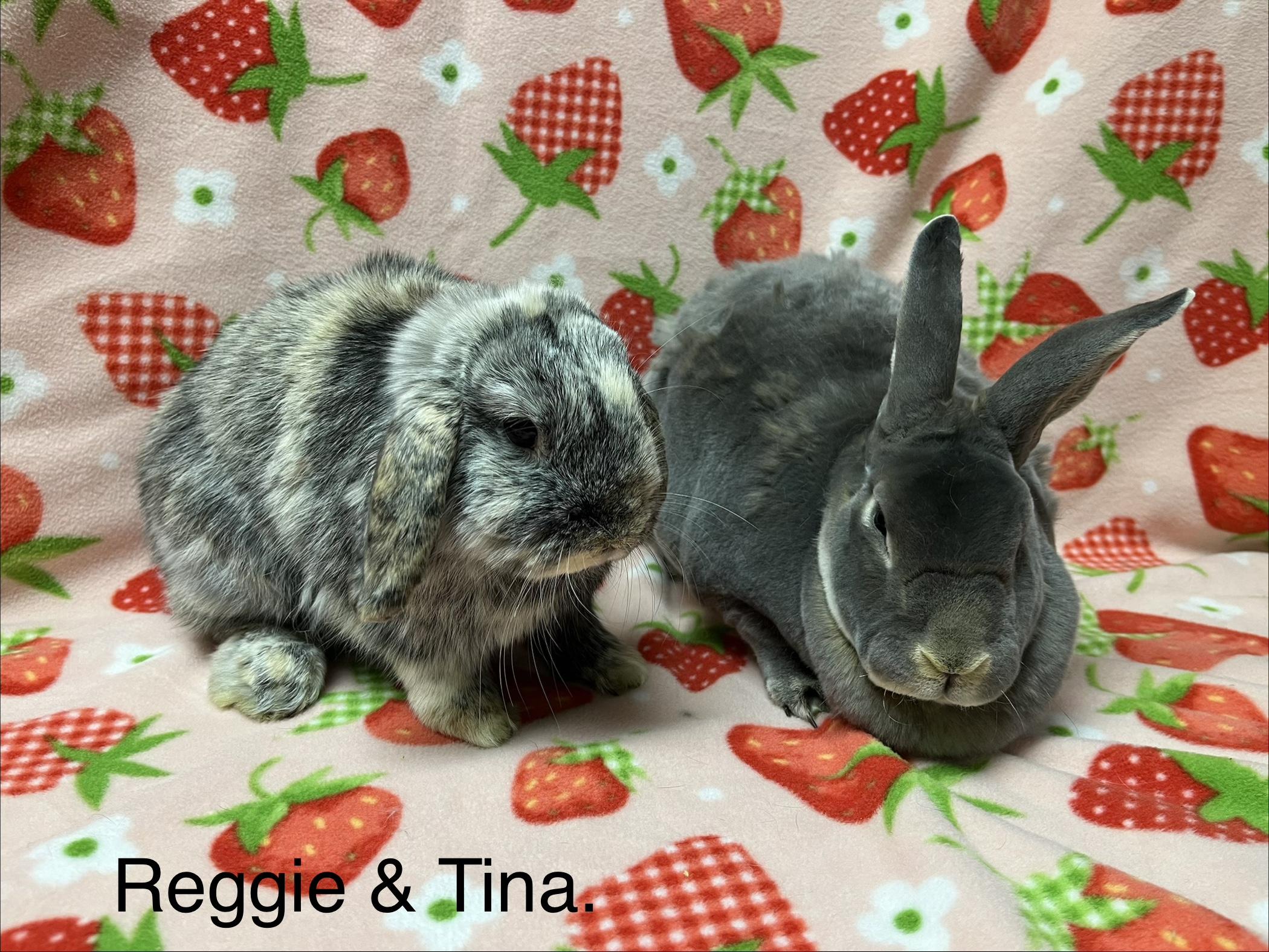 Tina and Reggie, adoptable, Adult Female Bunny Rabbit.