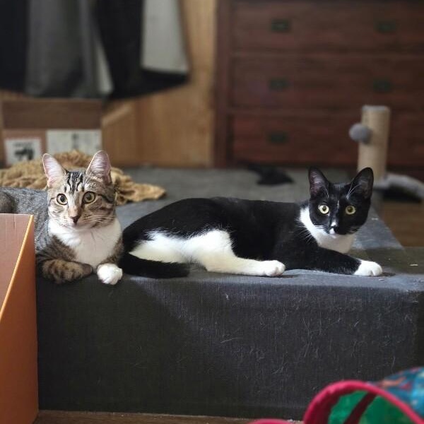 Pixie Perfection — thumbnail 2