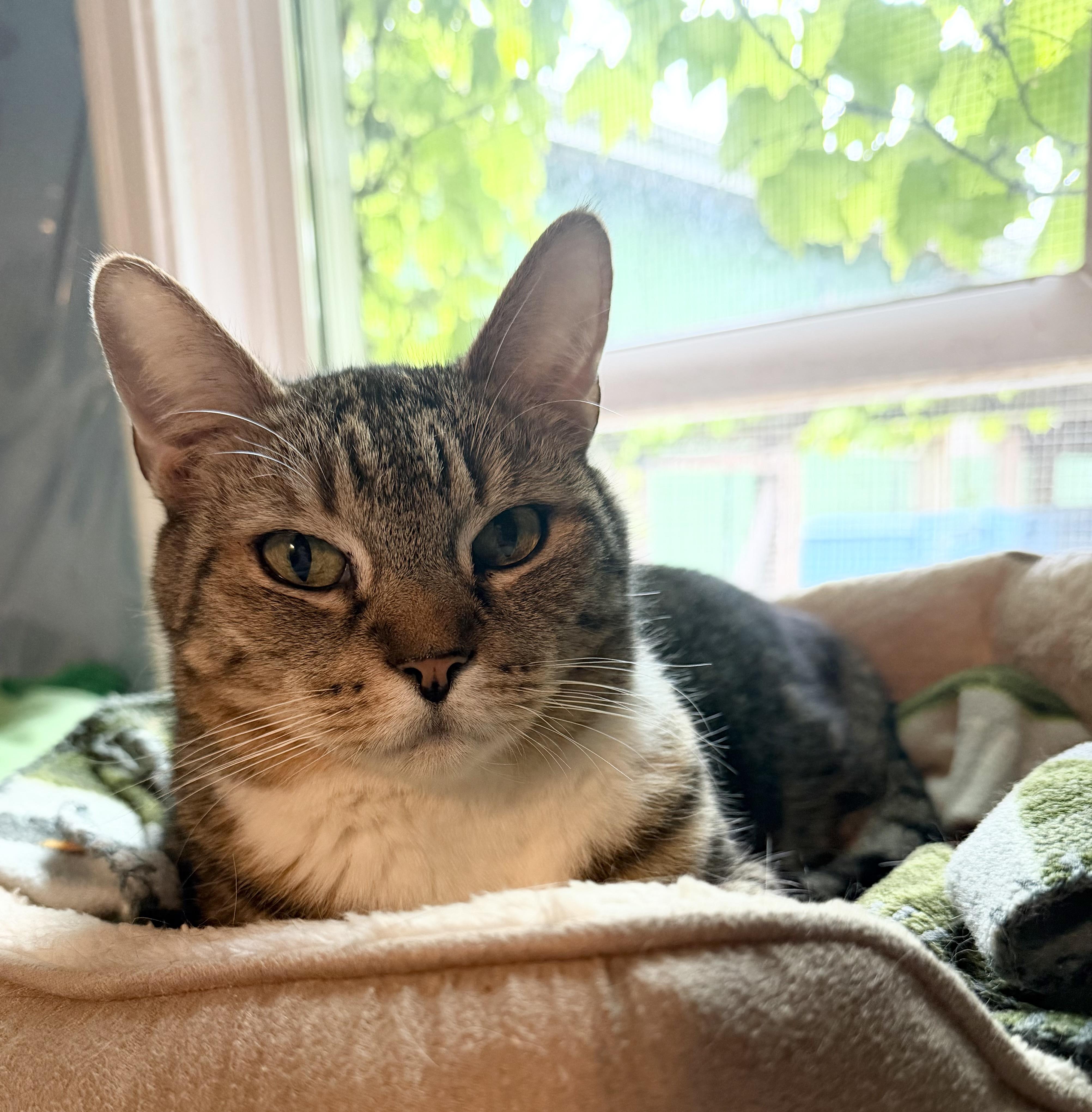 Lucas, a Adoptable Domestic Short Hair in Hudson, NY image 2/2