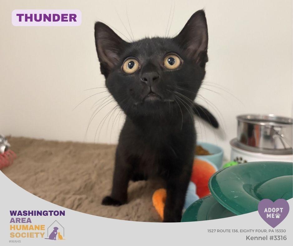 Thunder, Adopted, Kitten Male Domestic Short Hair.