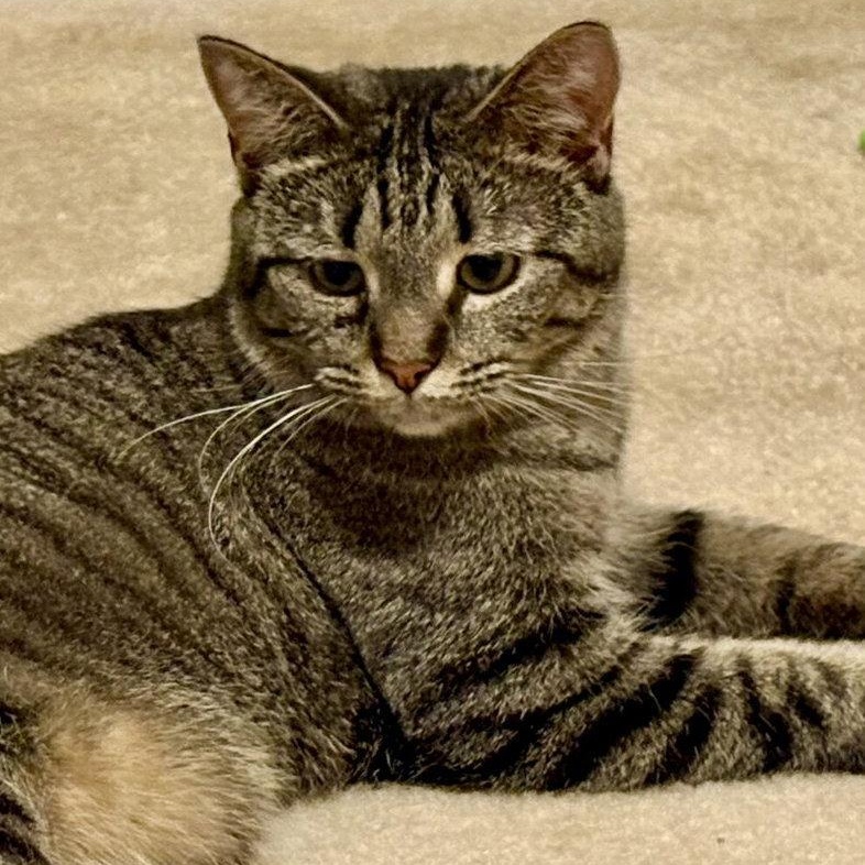 Gracie, Adoptable, Young Female Domestic Short Hair.