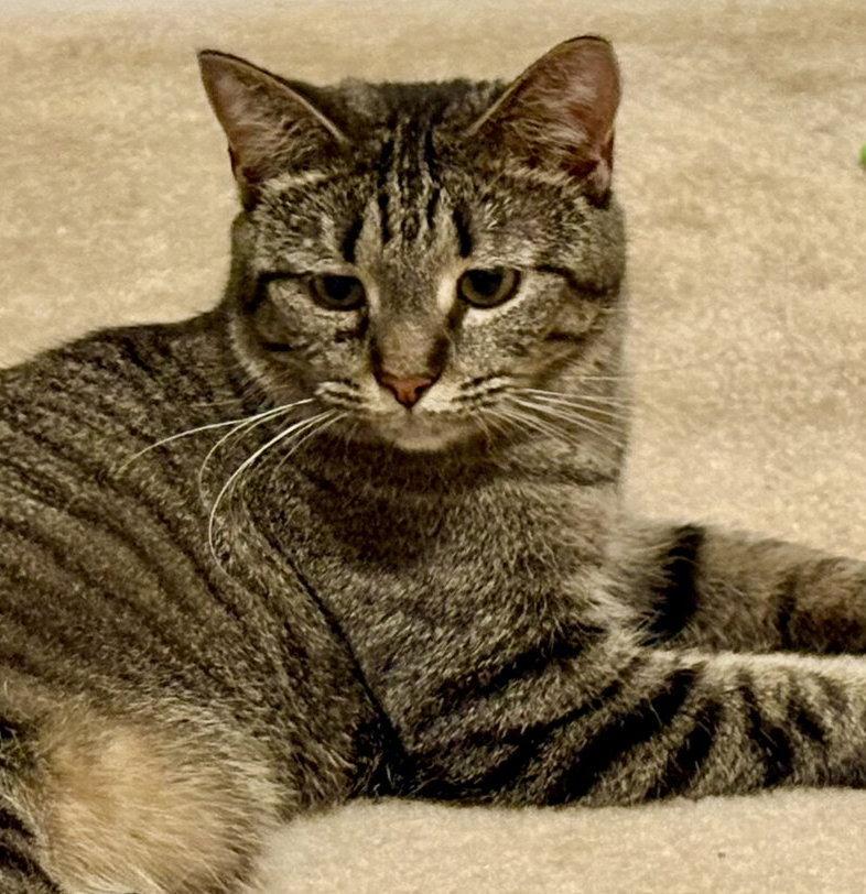 Enlarge Gracie, a Adoptable Domestic Short Hair in Reston, VA image 1/3