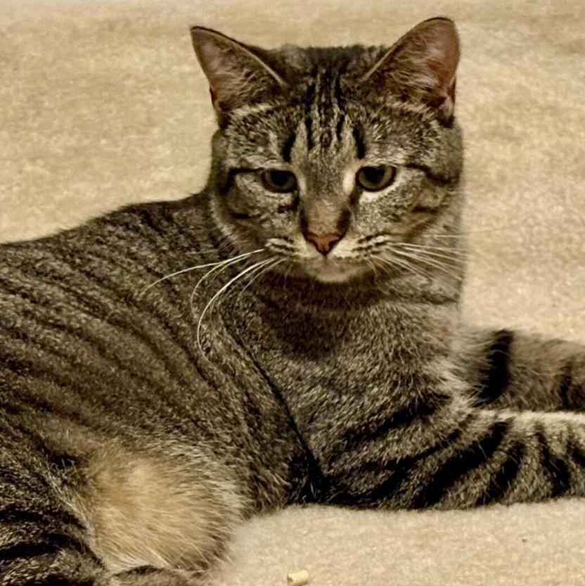 Enlarge Gracie, a Adoptable Domestic Short Hair in Reston, VA image 1/3
