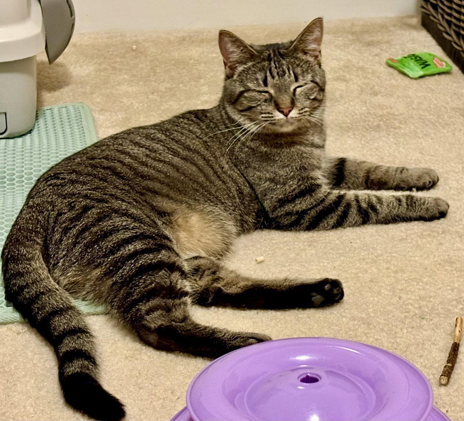 Enlarge Gracie, a Adoptable Domestic Short Hair in Reston, VA image 2/3