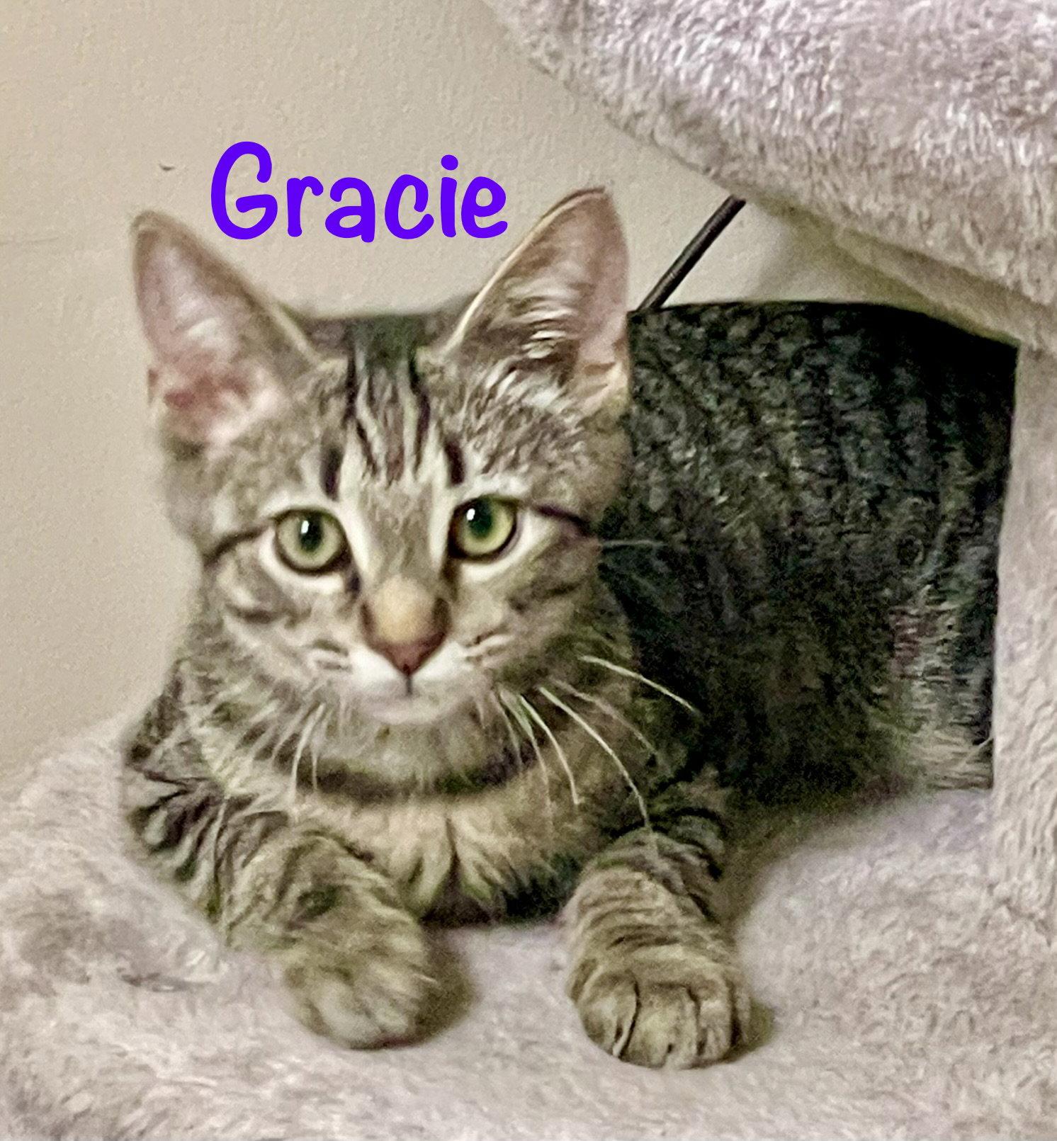 Enlarge Gracie, a Adoptable Domestic Short Hair in Reston, VA image 3/3