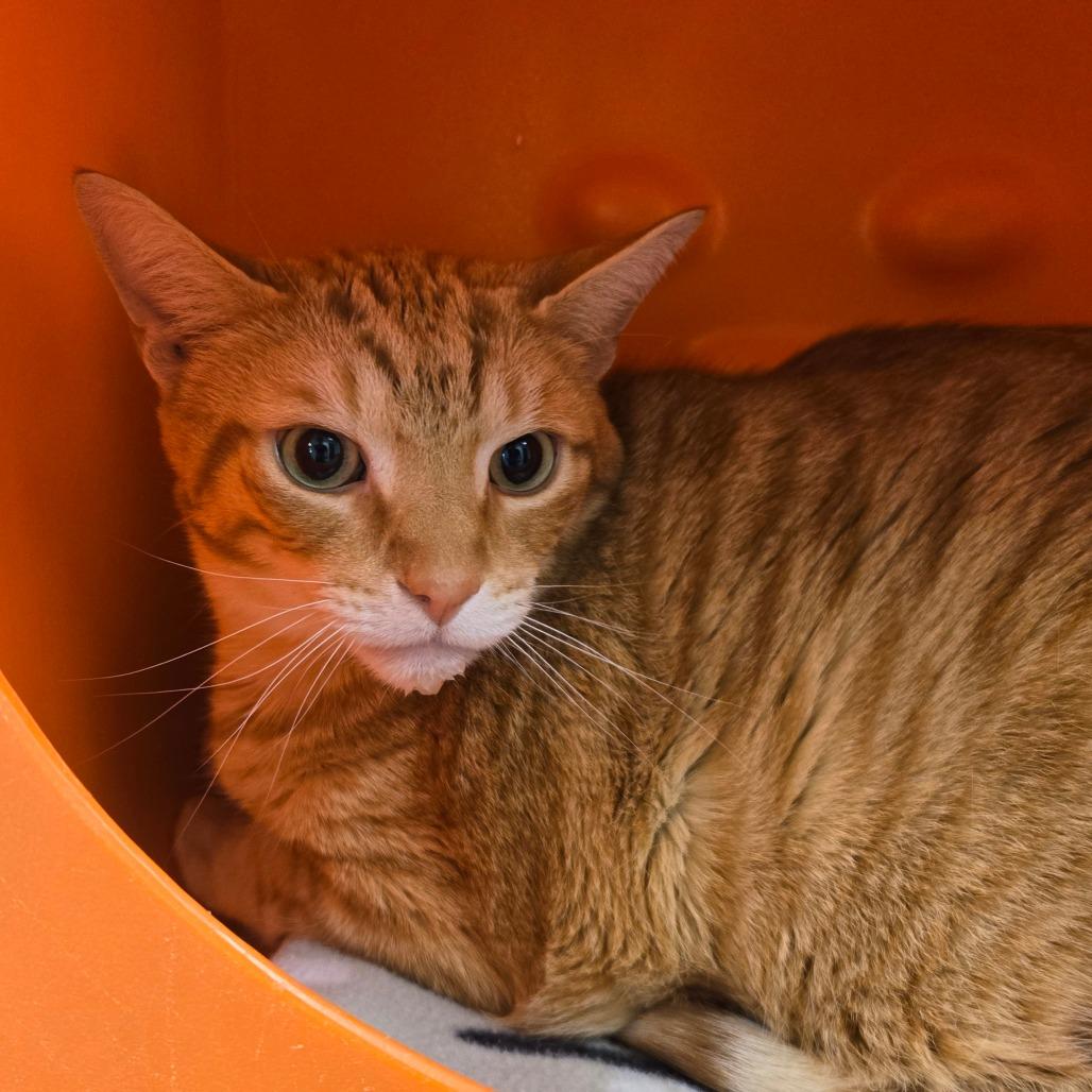 Tito, Adoptable, Adult Male Domestic Short Hair.