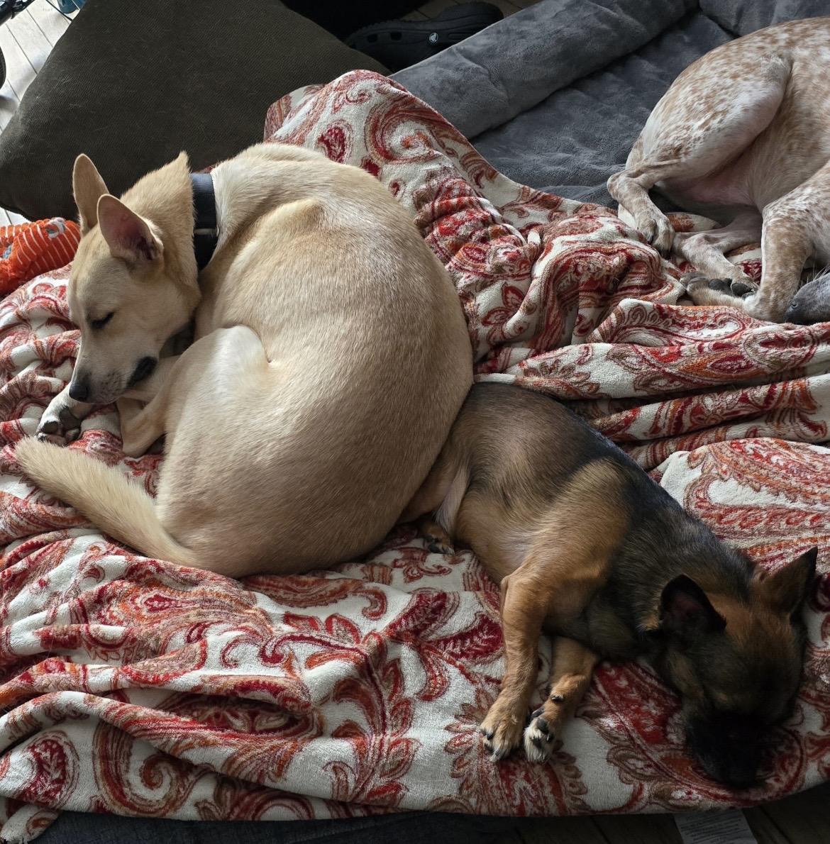 Bowie, a ADOPTABLE mixed breed in New York, NY image 3/6