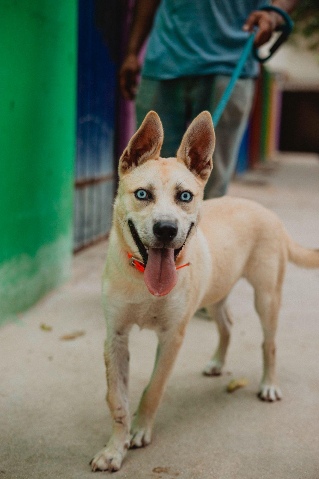 Bowie, a ADOPTABLE mixed breed in New York, NY image 2/6