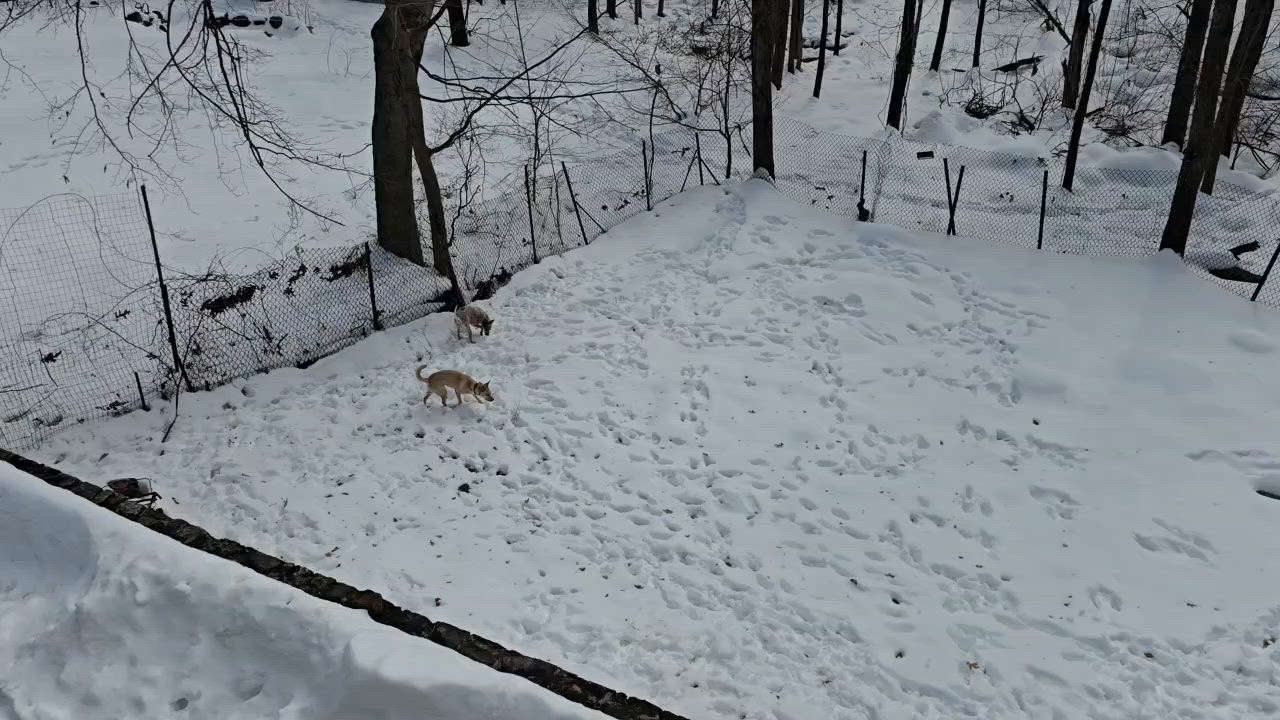 Enlarge Bowie, a ADOPTABLE mixed breed in New York, NY video 5/6