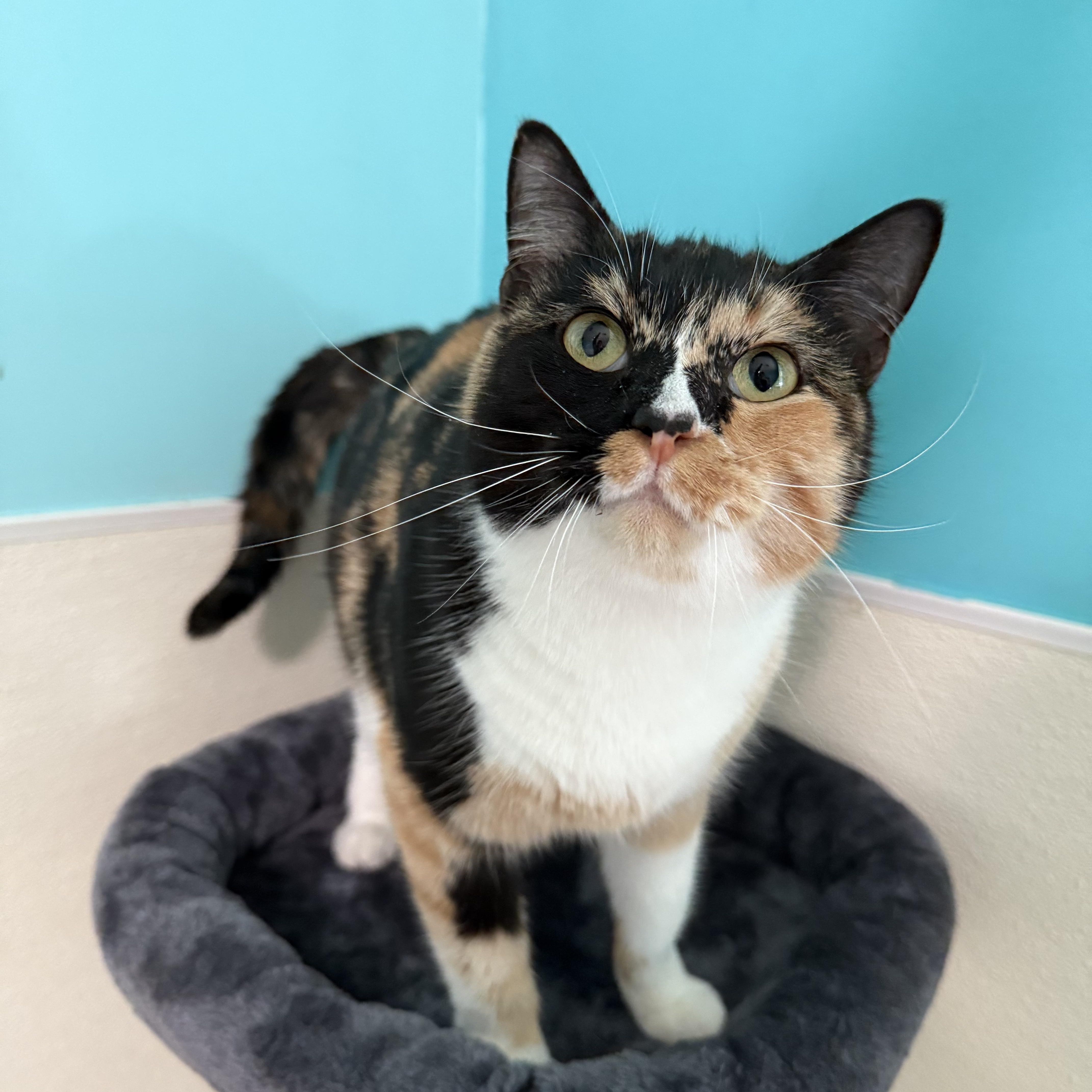 Georgia, a Adoptable Tortoiseshell in Lincoln, IL image 1/3