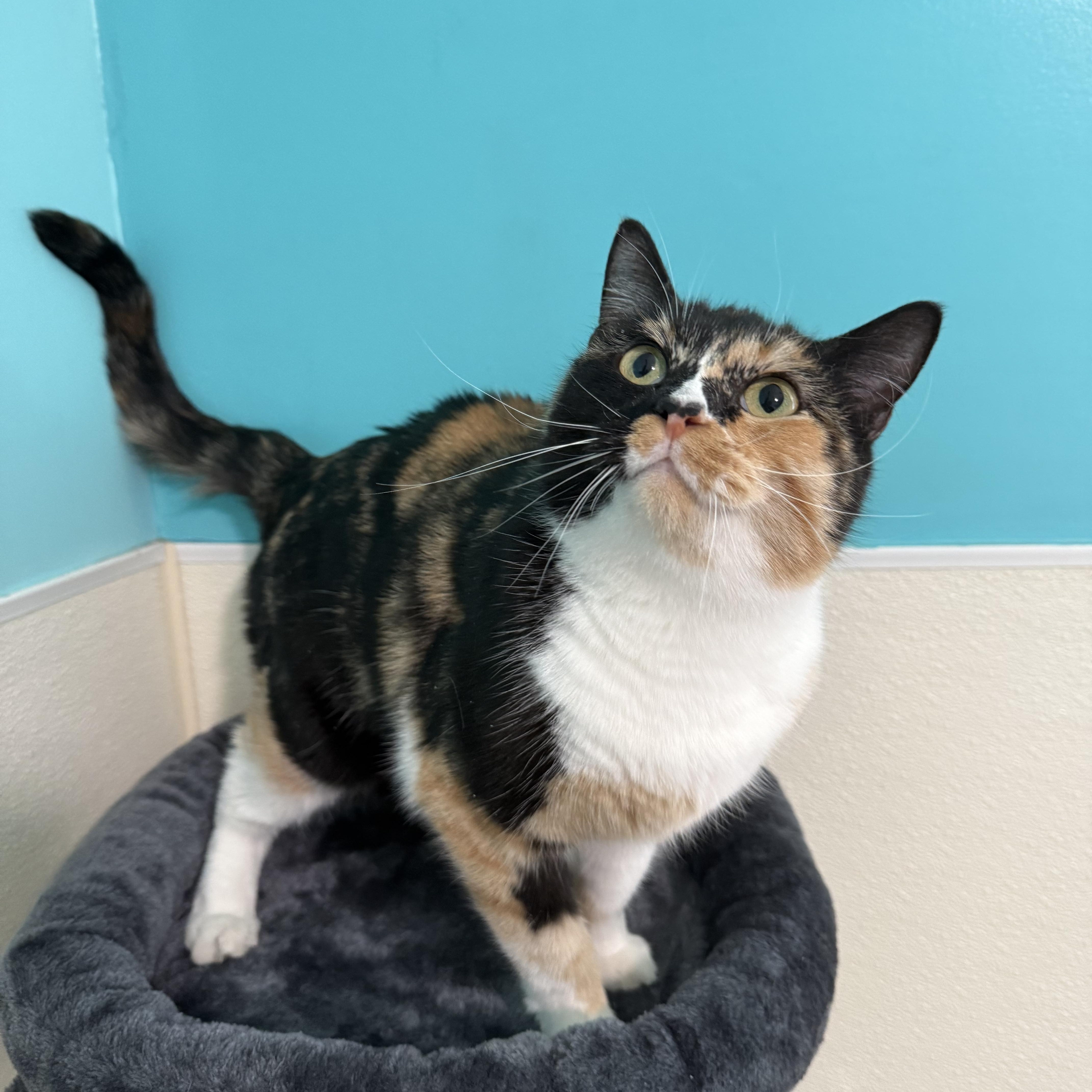 Georgia, a Adoptable Tortoiseshell in Lincoln, IL image 3/3