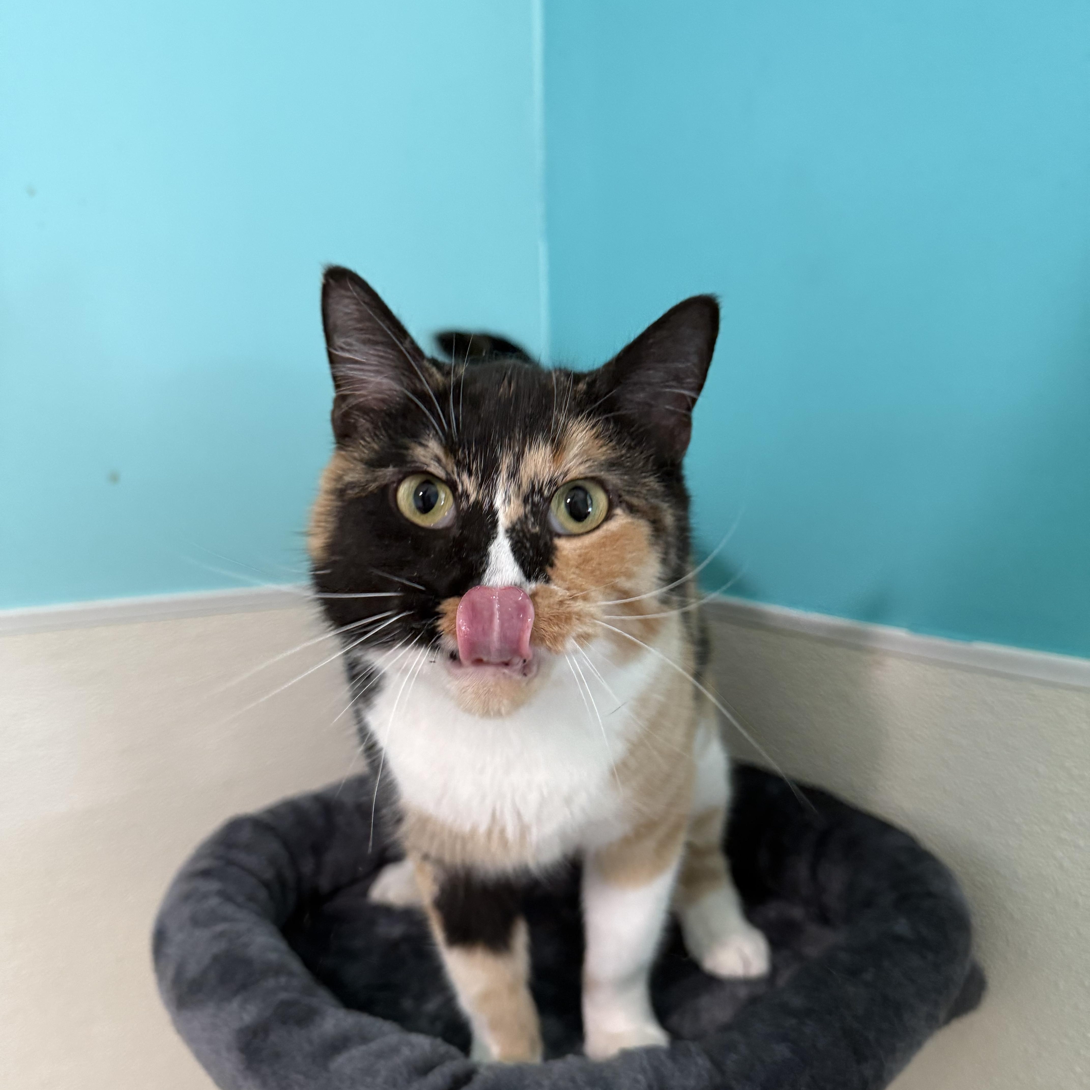 Georgia, a Adoptable Tortoiseshell in Lincoln, IL image 2/3