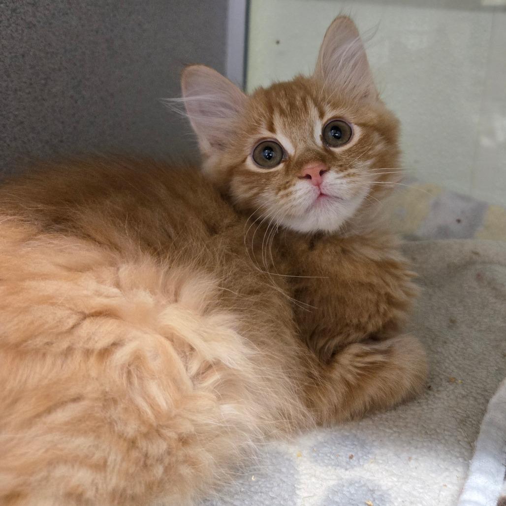 Cassie, Adoptable, Kitten Female Domestic Short Hair.