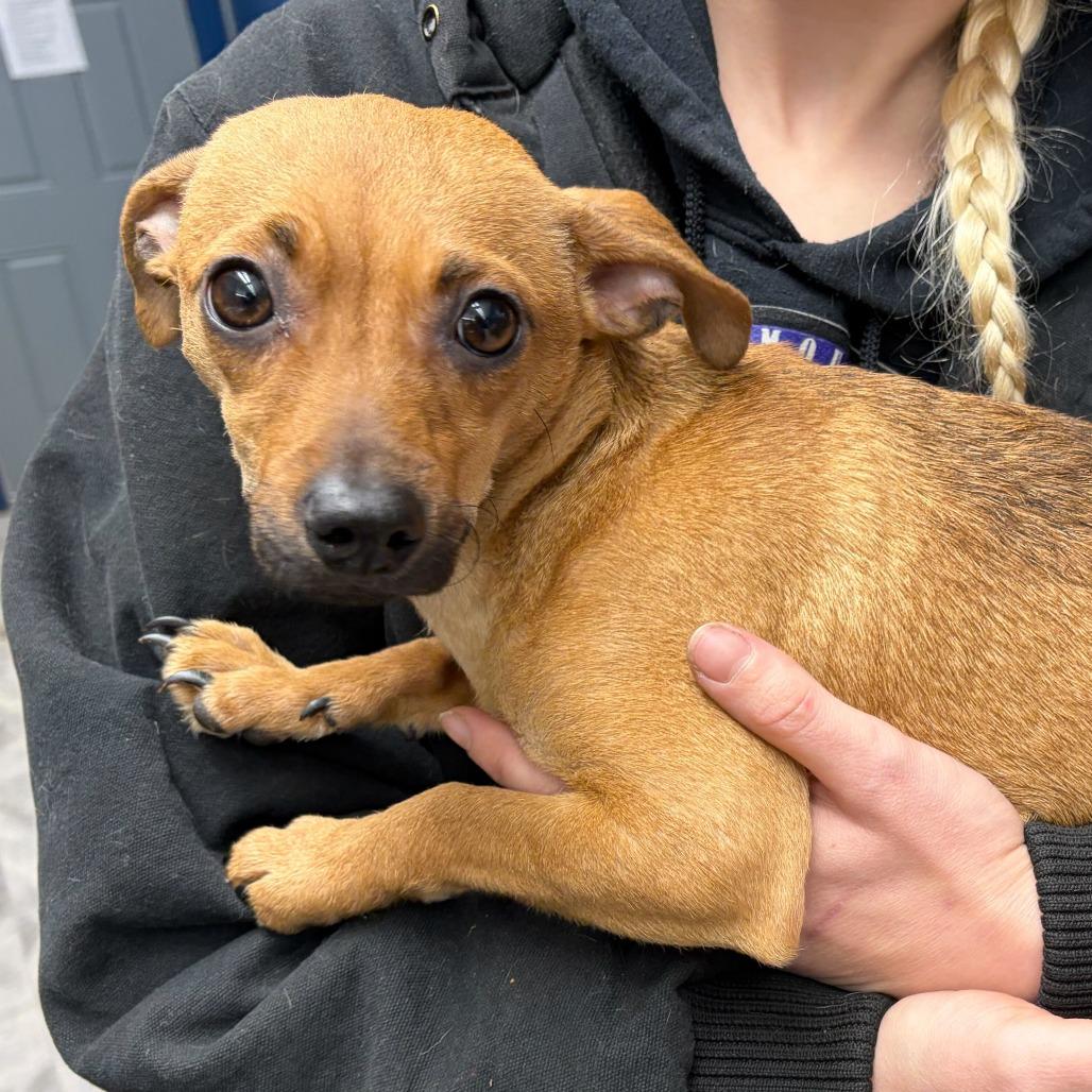 Enlarge Minnie, a Adoptable mixed breed in Oak Hill, WV image 1/1