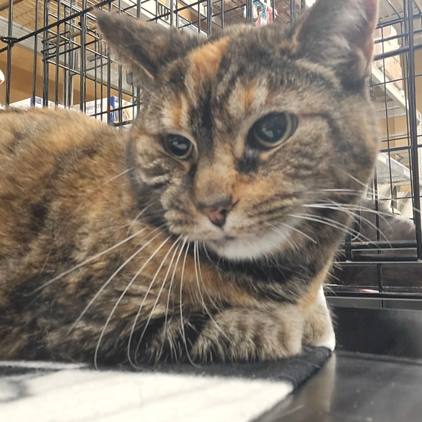 Enlarge Delilah, a Adoptable mixed breed in Norwood, OH image 1/2