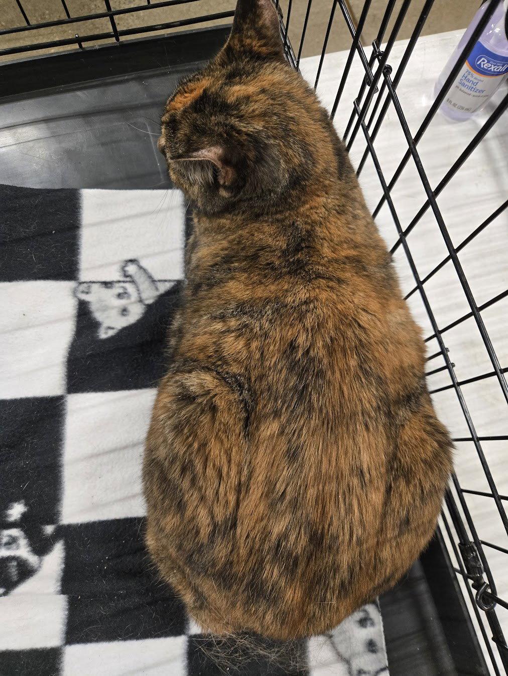 Enlarge Delilah, a Adoptable mixed breed in Norwood, OH image 2/2