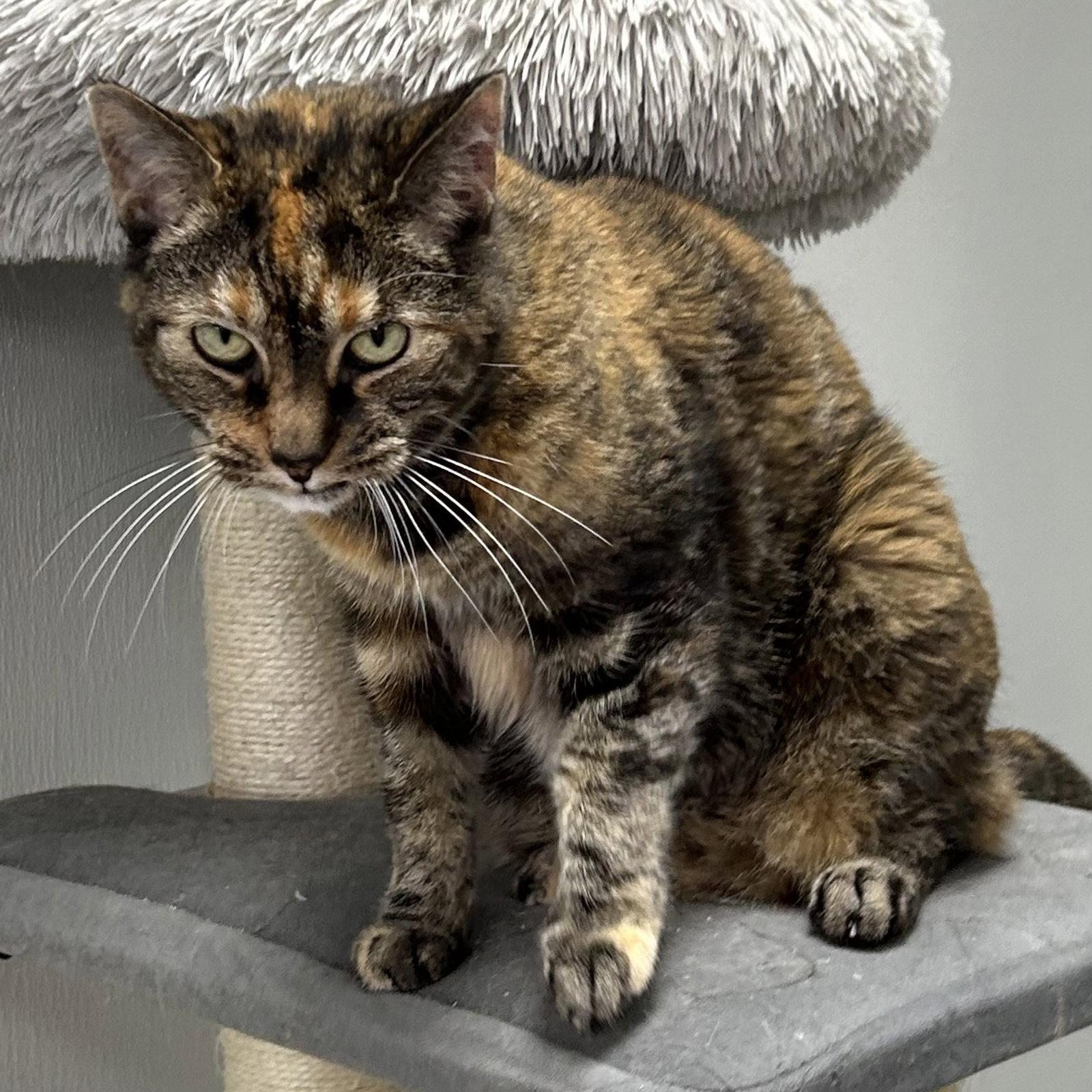Delilah 2026, Adoptable, Senior Female Torbie & Domestic Short Hair.