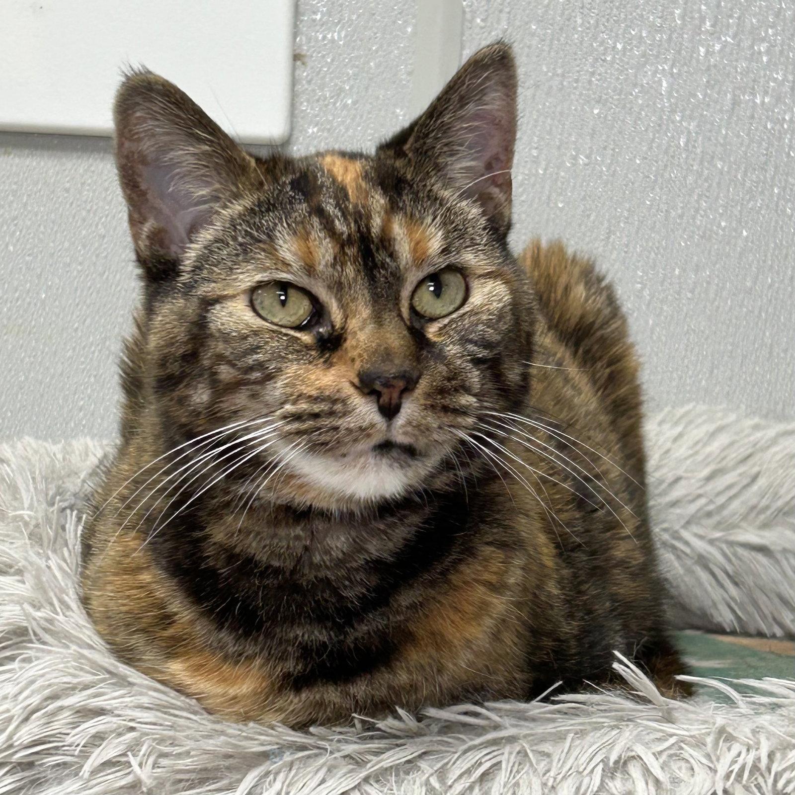 Delilah 2026, a Adoptable mixed breed in Norwood, OH image 2/3