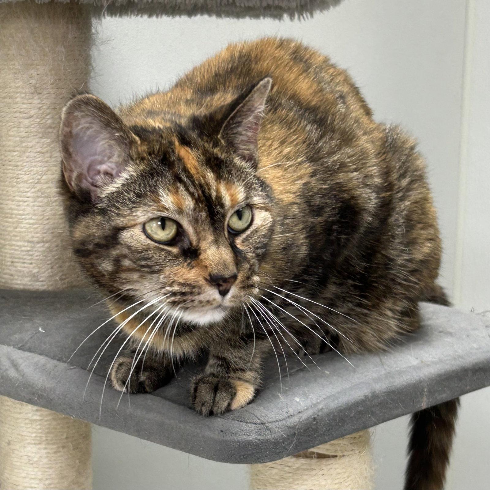 Delilah 2026, a Adoptable mixed breed in Norwood, OH image 3/3