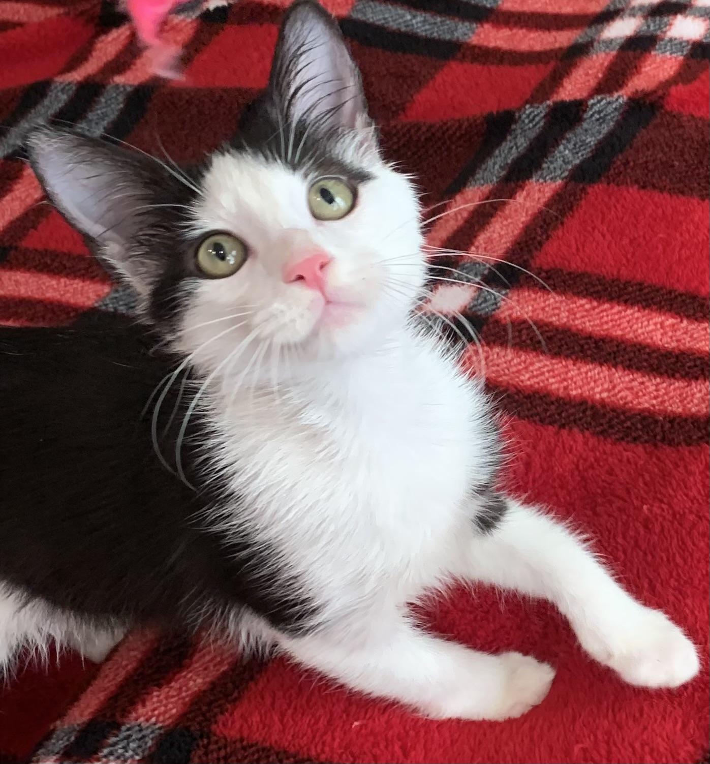 Enlarge KitKat, an adopted mixed breed in Wytheville, VA image 3/5