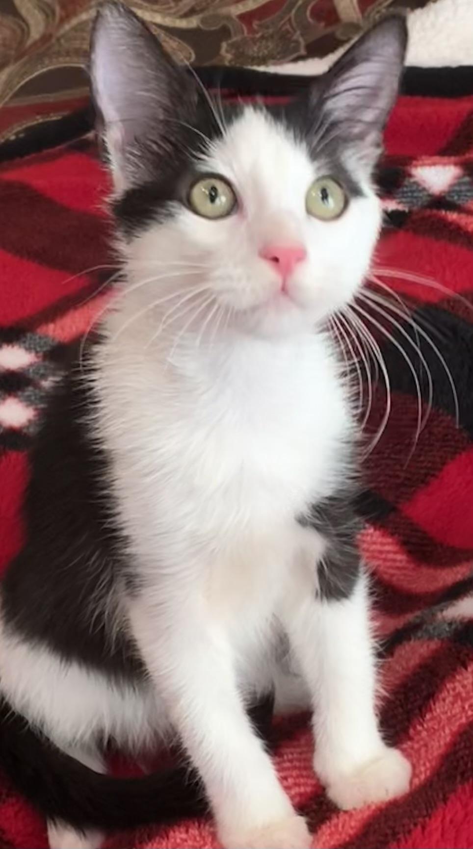 Enlarge KitKat, an adopted mixed breed in Wytheville, VA image 2/5