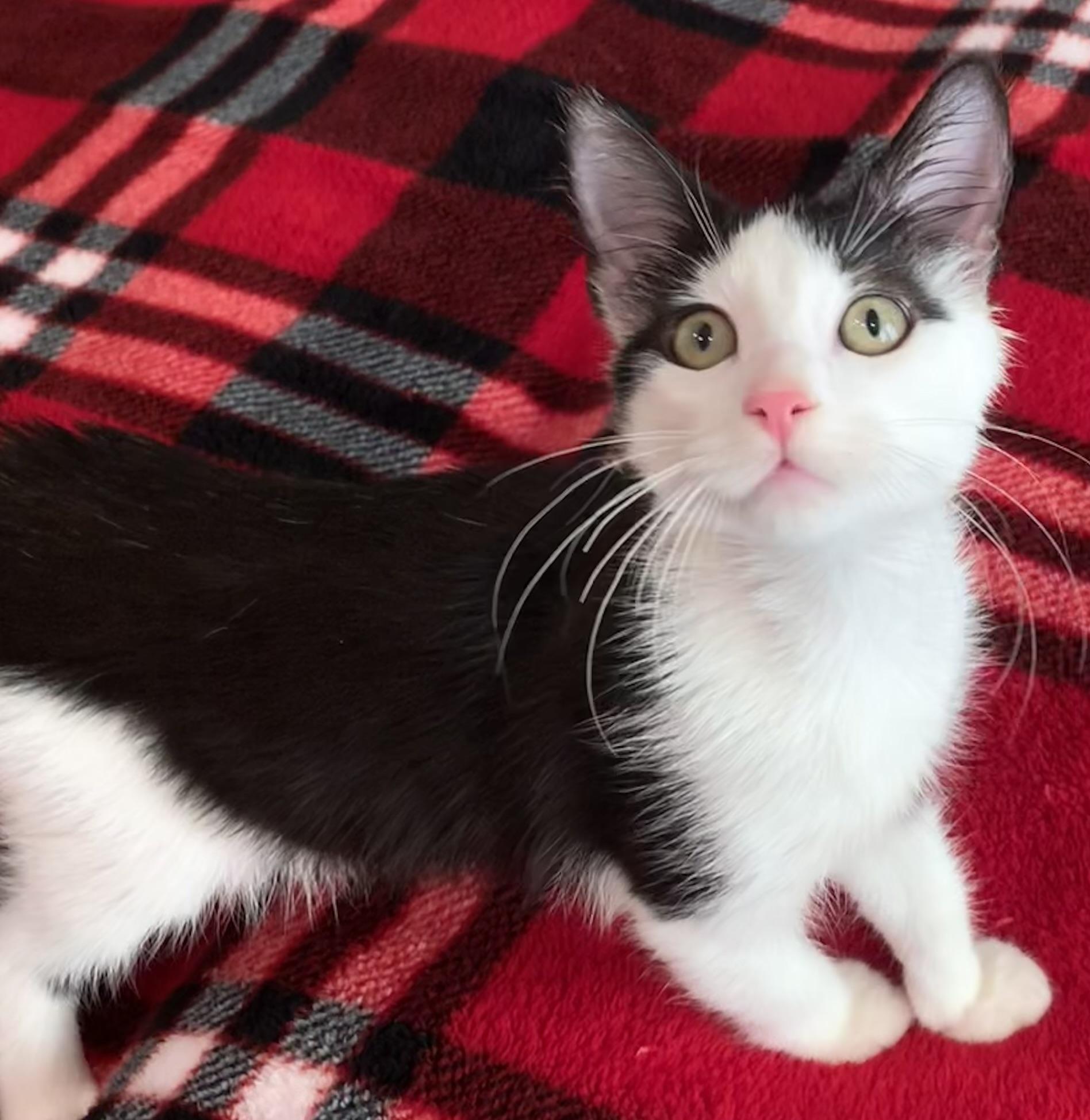 Enlarge KitKat, an adopted mixed breed in Wytheville, VA image 5/5