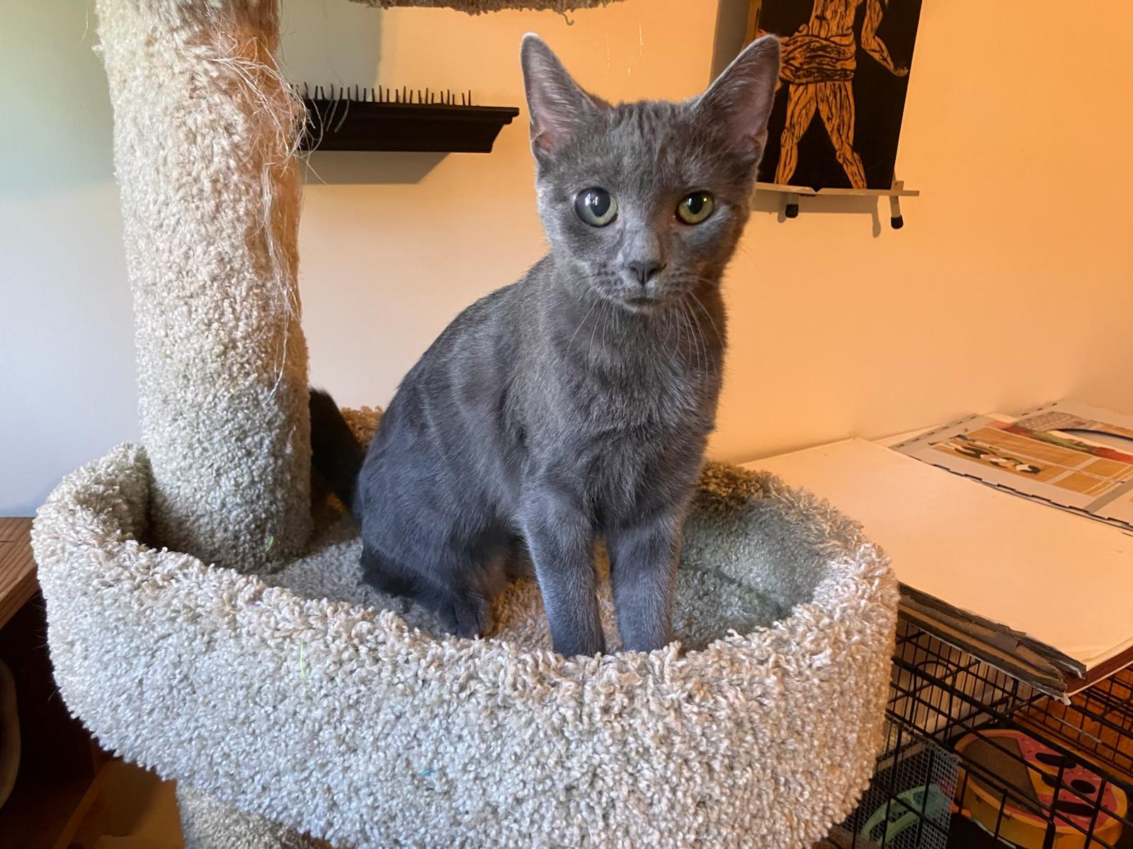 Enlarge Polly, a Adoptable Domestic Short Hair in Raeford, NC image 1/5
