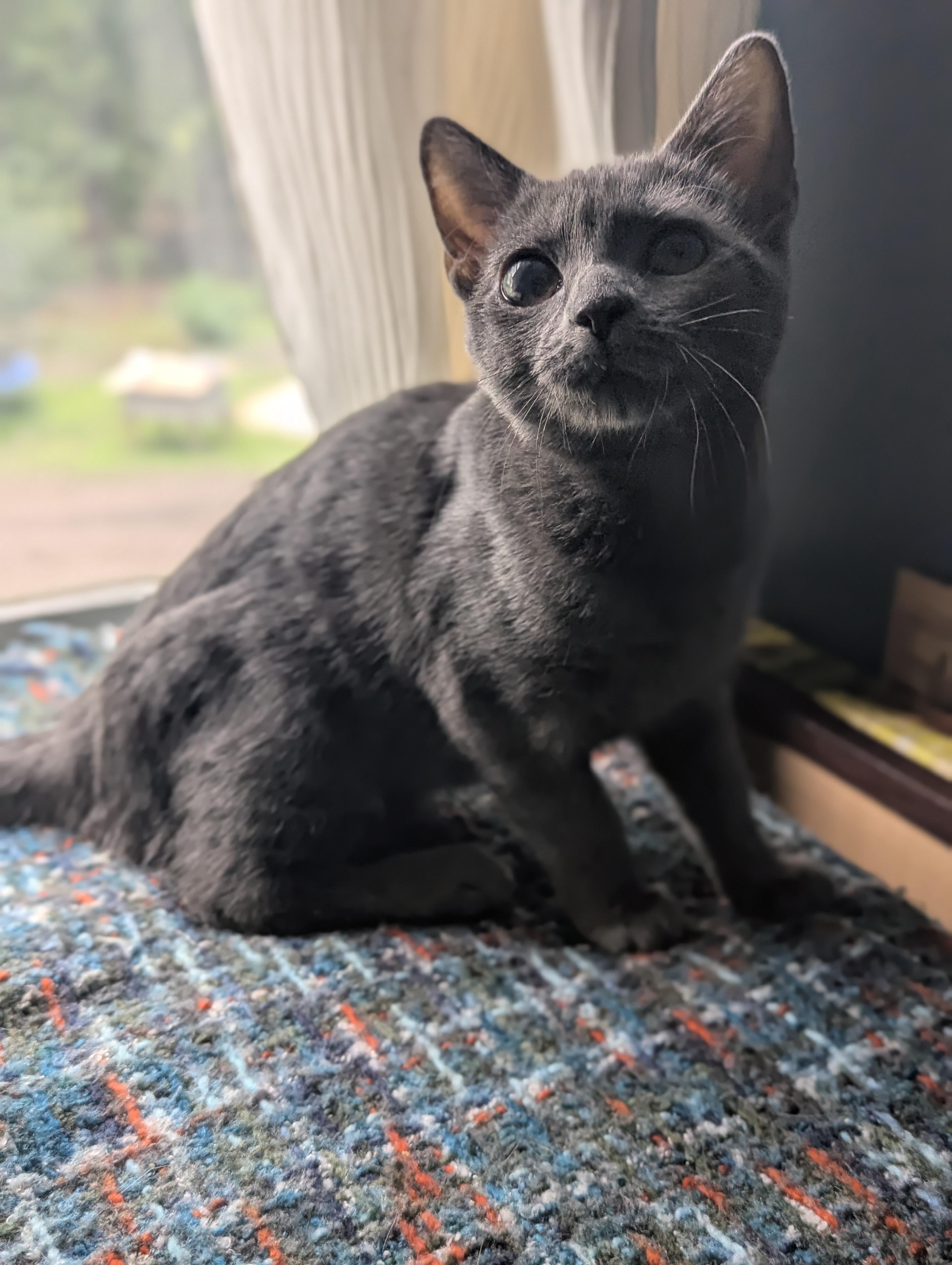 Enlarge Polly, a Adoptable Domestic Short Hair in Raeford, NC image 5/5