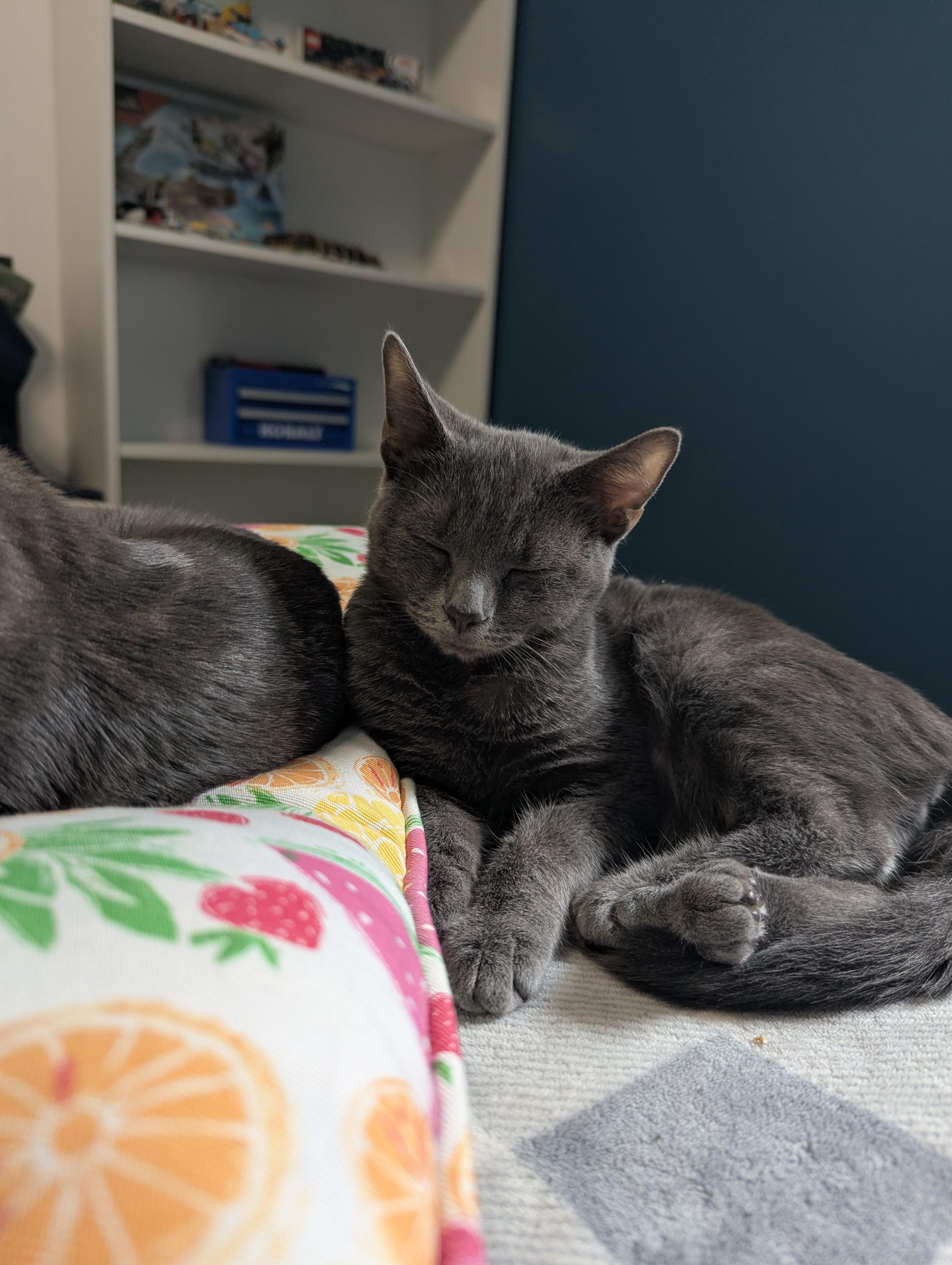 Enlarge Polly, a Adoptable Domestic Short Hair in Raeford, NC image 2/5