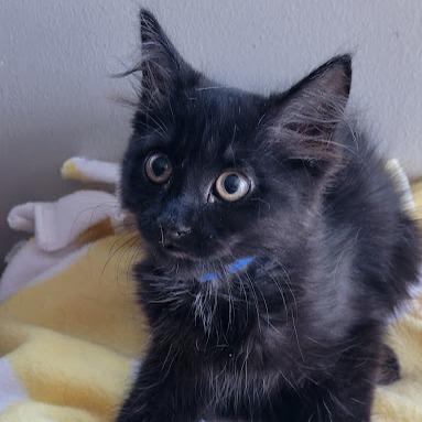 Enlarge Geode, a Adoptable Domestic Long Hair in Grand Island, NE image 1/1