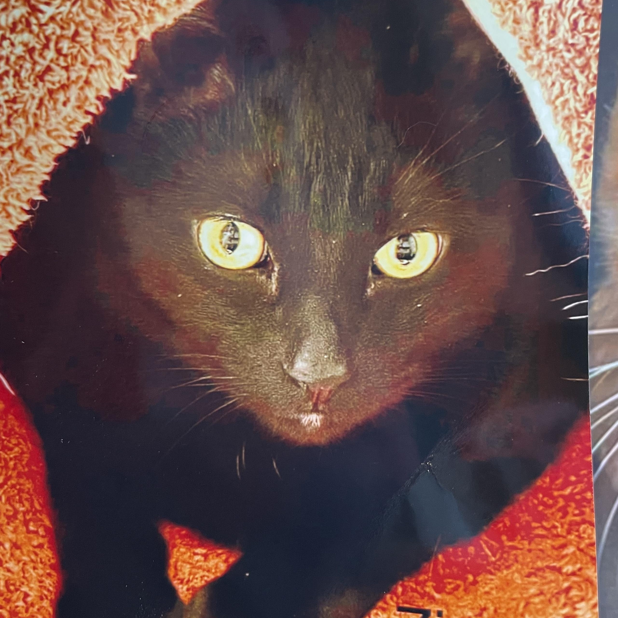 Enlarge Zig, an adopted Domestic Short Hair in Wells, ME image 2/2