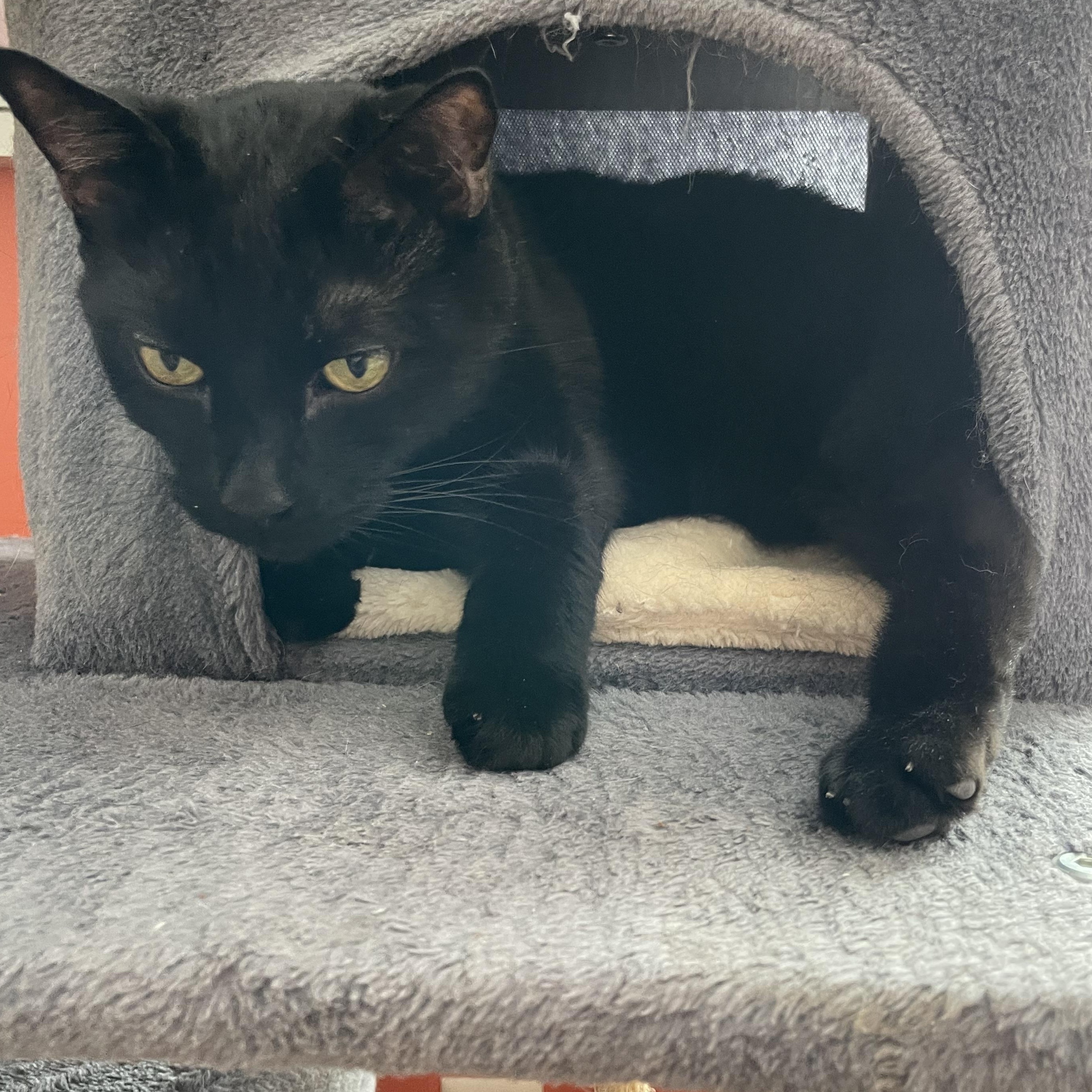 Zig, adopted, Adult Male Domestic Short Hair.