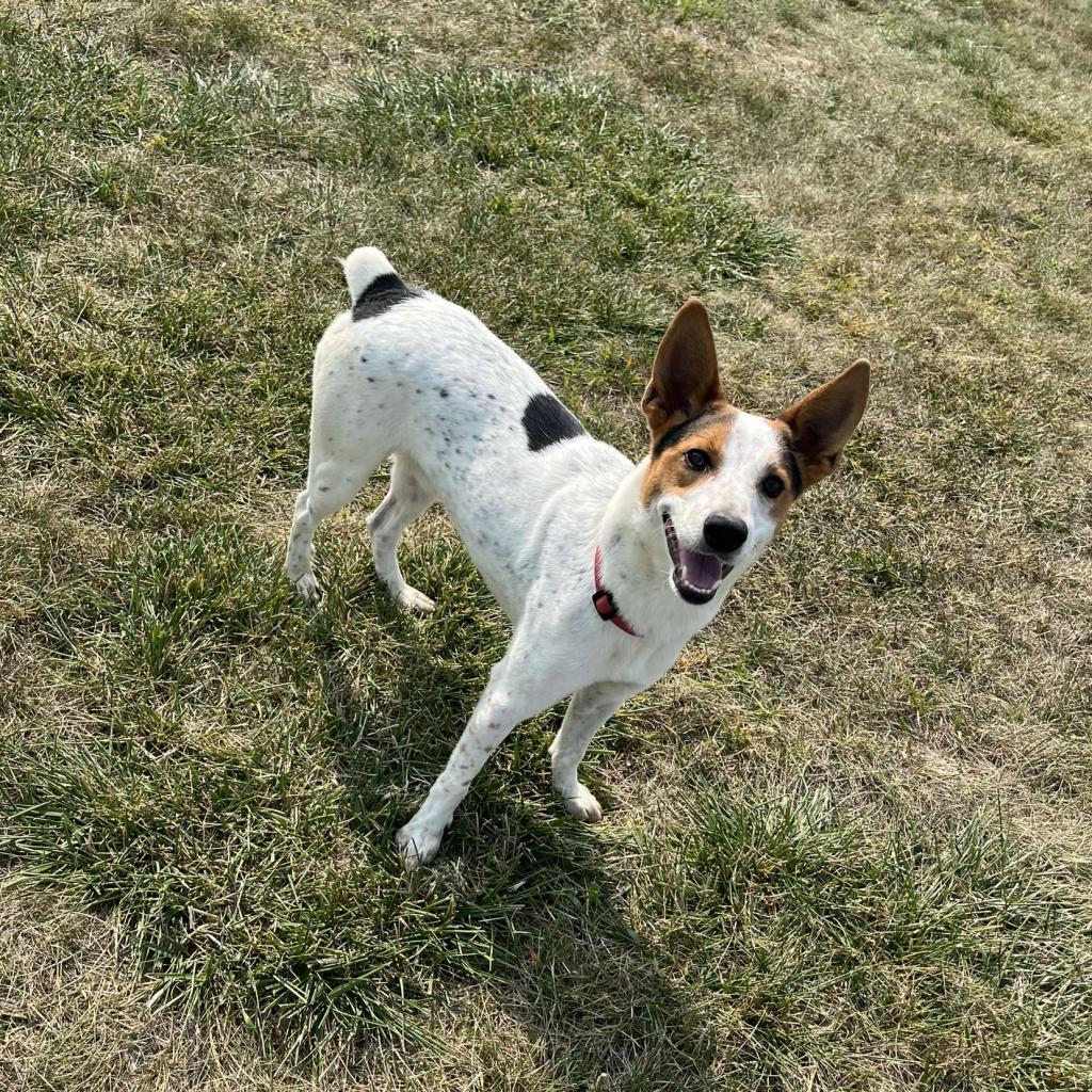 Tucker, Adoptable, Adult Male Cattle Dog & Mixed Breed.