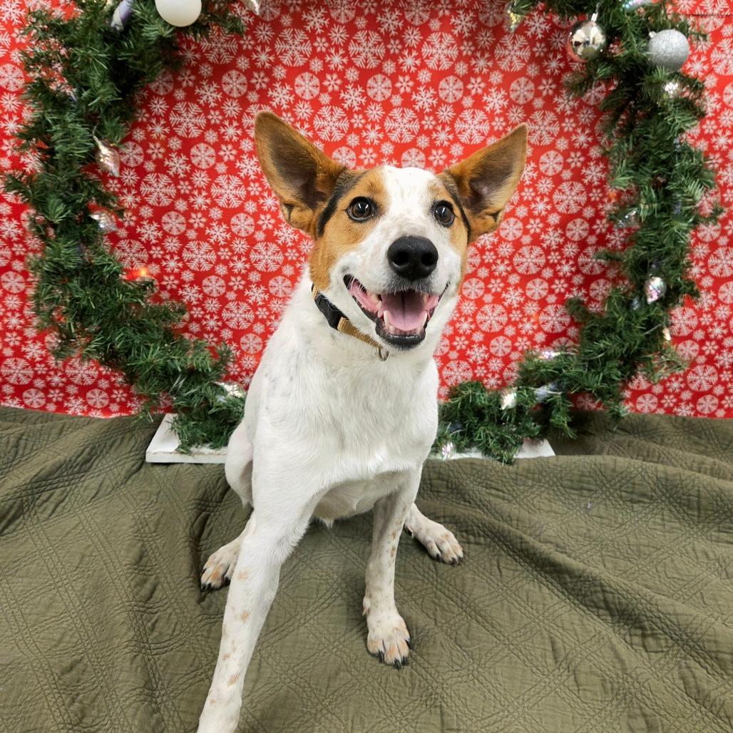 Enlarge Tucker, a Adoptable mixed breed in Pontiac, IL image 2/6