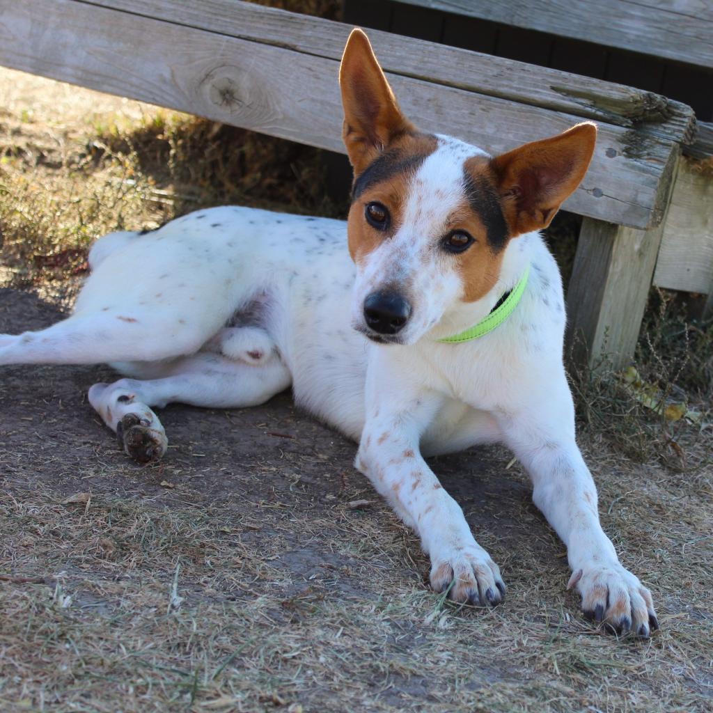 Enlarge Tucker, a Adoptable mixed breed in Pontiac, IL image 3/6