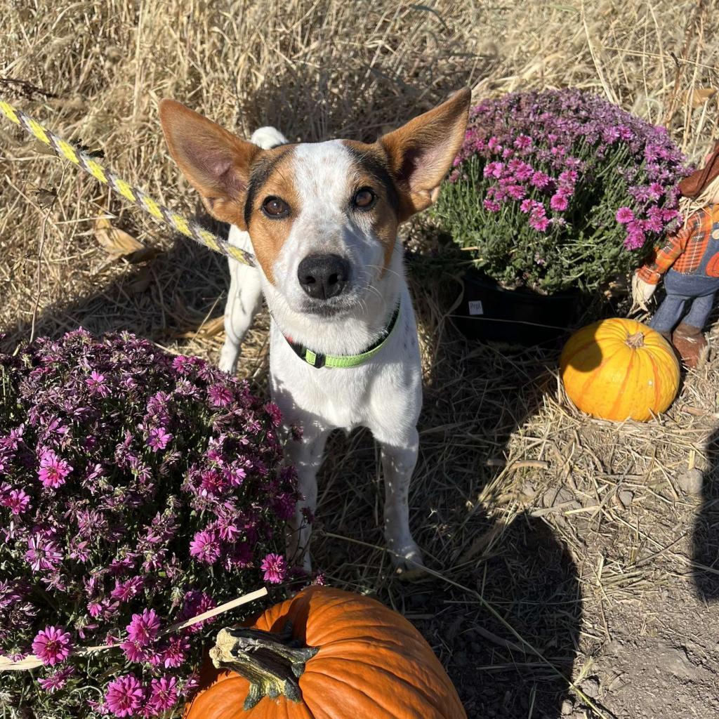 Enlarge Tucker, a Adoptable mixed breed in Pontiac, IL image 4/6