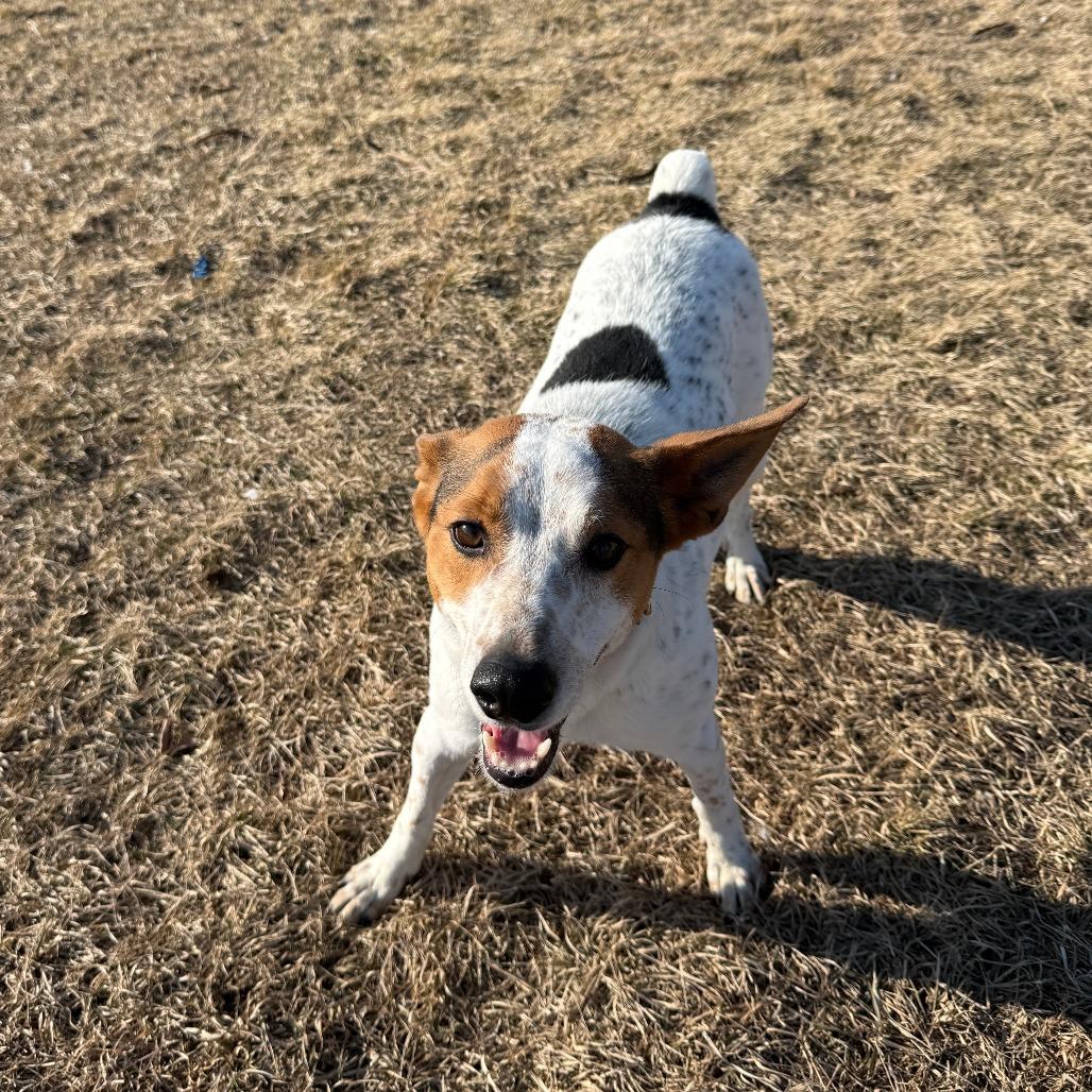 Tucker, Adoptable, Adult Male Cattle Dog & Mixed Breed.