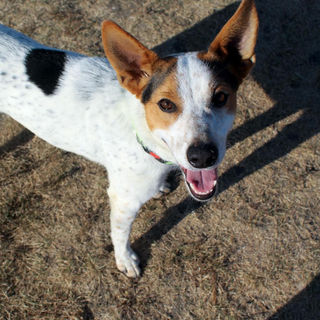 Enlarge Tucker, a Adoptable mixed breed in Pontiac, IL image 5/6