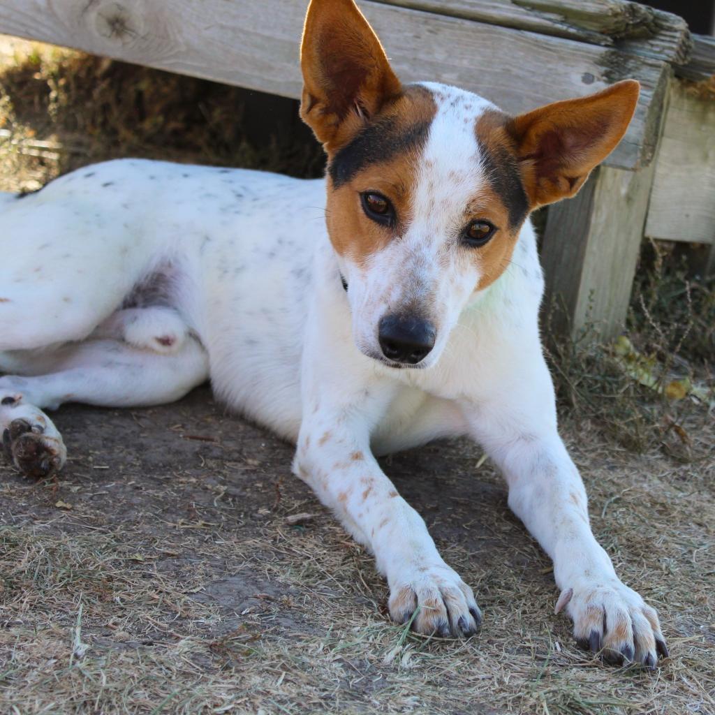 Enlarge Tucker, a Adoptable mixed breed in Pontiac, IL image 6/6