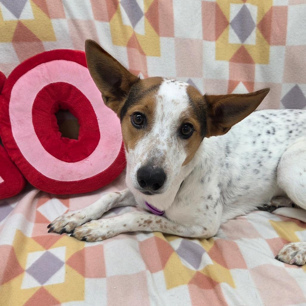 Enlarge Tucker, a Adoptable mixed breed in Pontiac, IL image 6/6