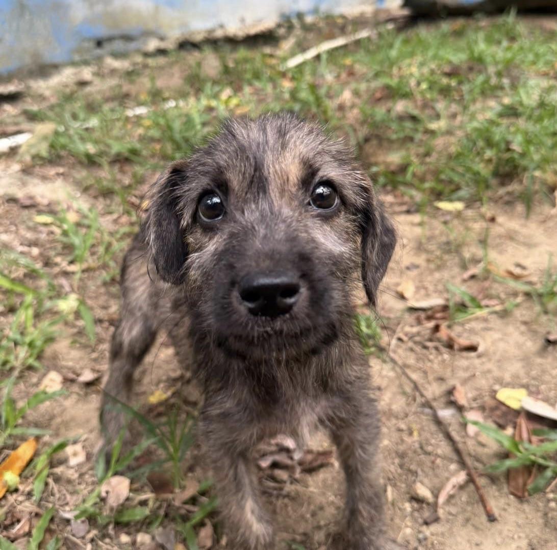 Eden, ADOPTABLE, Young Female Labrador Retriever.