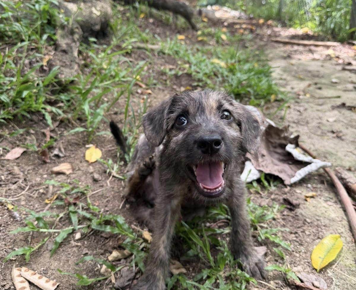 Eden, a ADOPTABLE mixed breed in New York, NY image 3/3