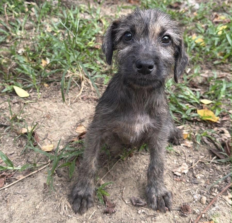 Eden, a ADOPTABLE mixed breed in New York, NY image 2/3