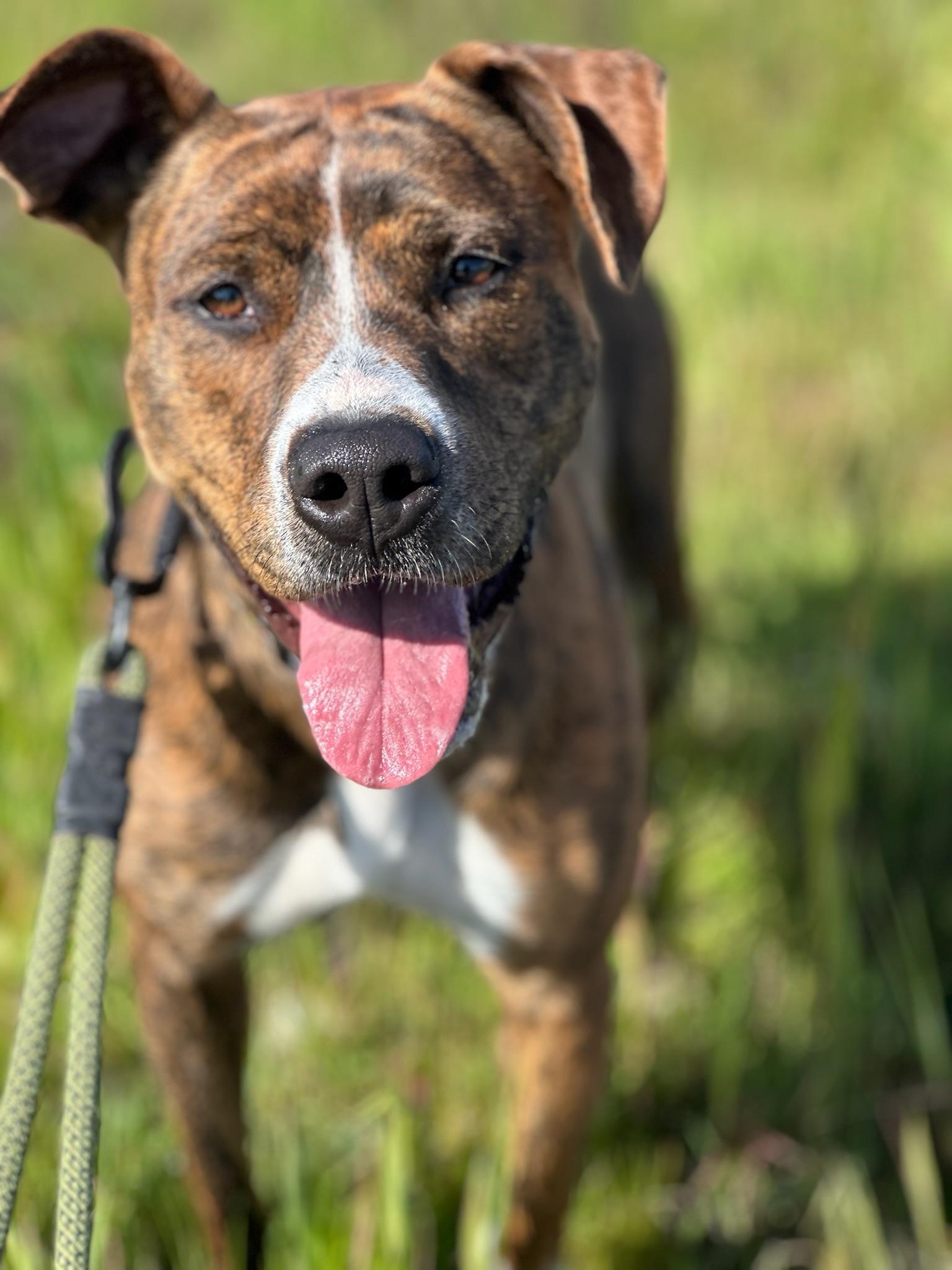 Olive, ADOPTABLE, Adult Female American Staffordshire Terrier.