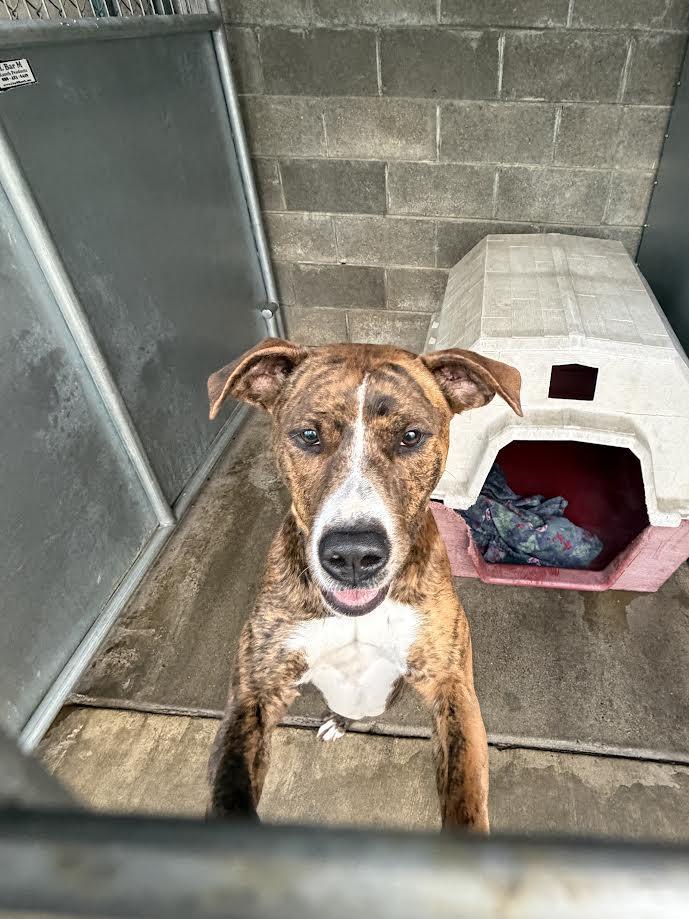 Olive, ADOPTABLE, Adult Female American Staffordshire Terrier.