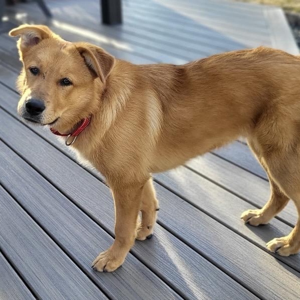 Milk Dud , ADOPTABLE, Young Male Retriever.