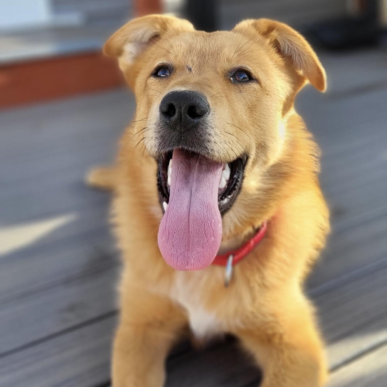 Enlarge Milk Dud , a ADOPTABLE mixed breed in Pelham, NH image 5/6