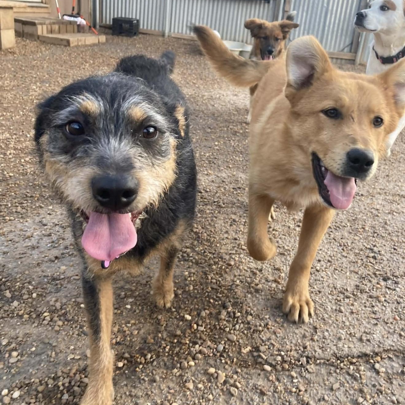 Enlarge Milk Dud , a ADOPTABLE mixed breed in Pelham, NH image 3/6