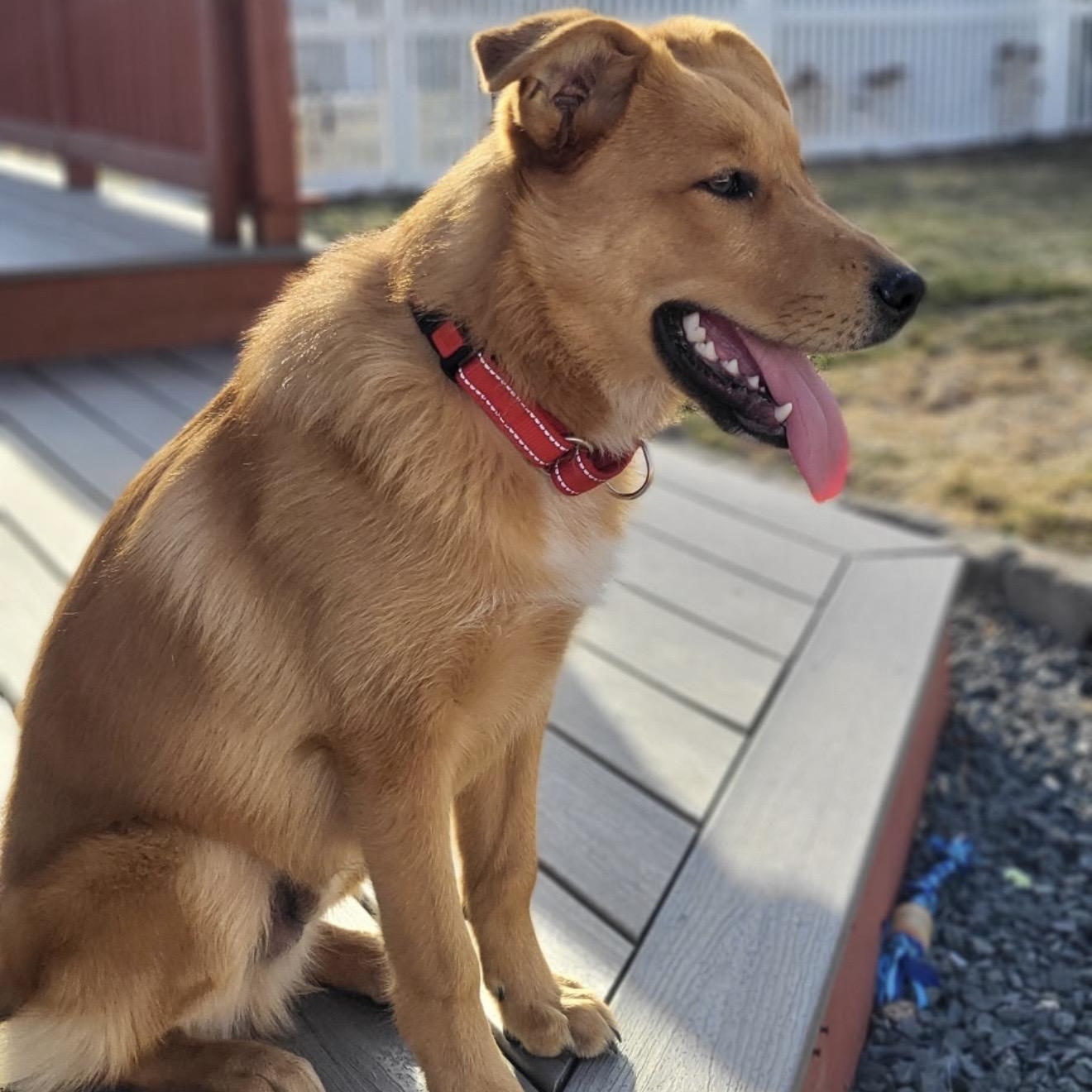 Enlarge Milk Dud , a ADOPTABLE mixed breed in Pelham, NH image 2/6